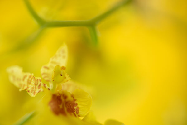 Orquídea chuva de ouro I