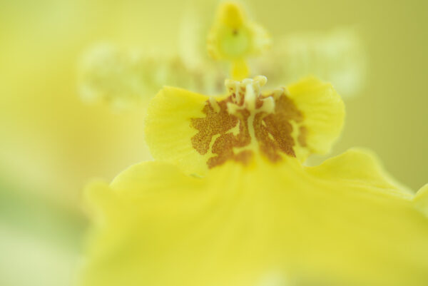 Orquídea chuva de ouro II